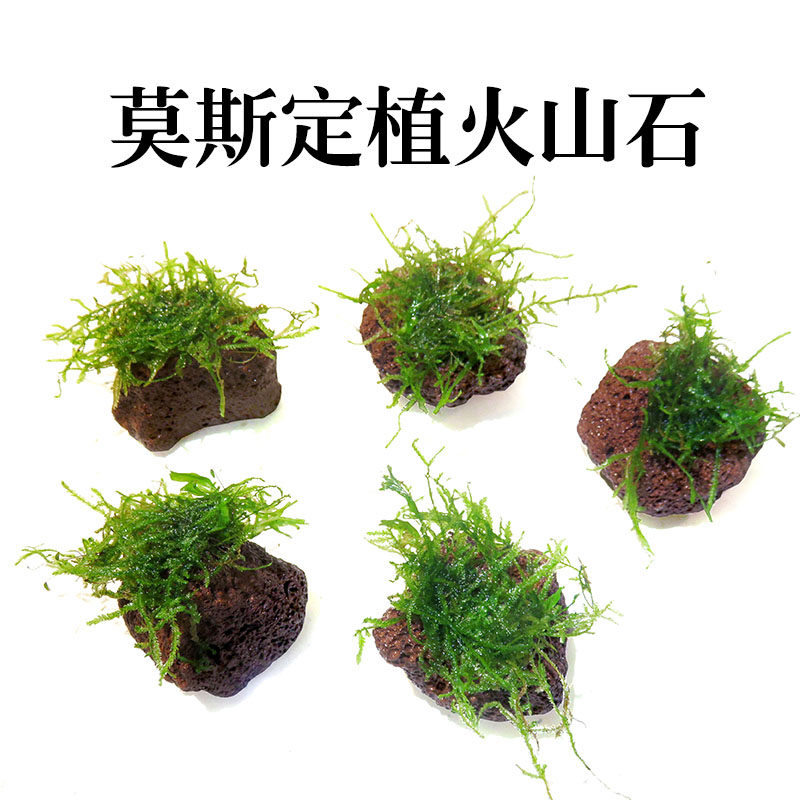 懒人造景火山石片莫斯水草定植大三角火焰珊瑚水晶莫斯虾缸水草缸