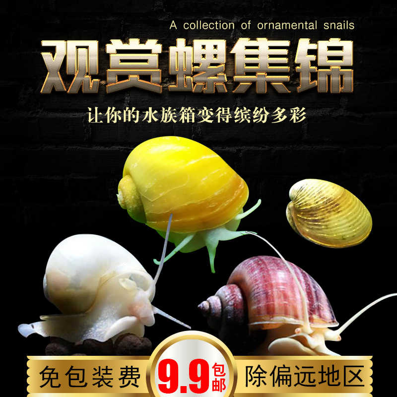 观赏螺 神秘螺除藻螺 苹果斑马洋葱杀手黄金紫纹螺 淡水宠物蜗牛在类目 宠物/宠物食品及用品, 水族世界, 螺中 - 来自Buy2taobao.com提供专业的淘宝代购服务