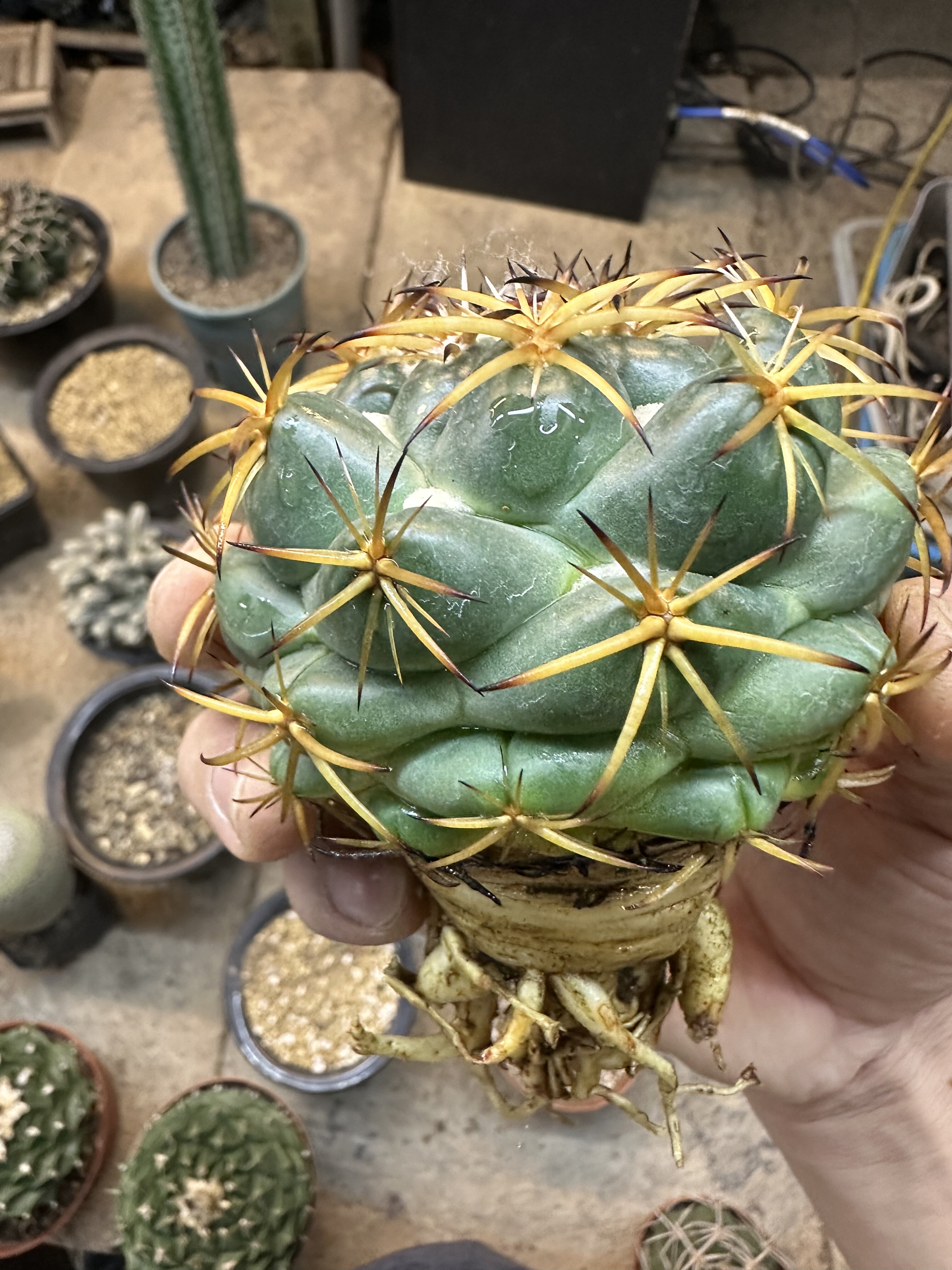 多肉植物仙人球办公室小盆栽实生天丝象牙,鲜花速递/花卉仿真/绿植园艺,多肉植物,淘宝优惠券,粉丝福利购,淘宝优惠卷
