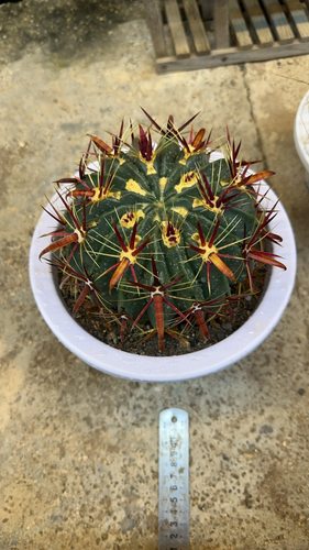 多肉植物办公室小盆栽日出量拍