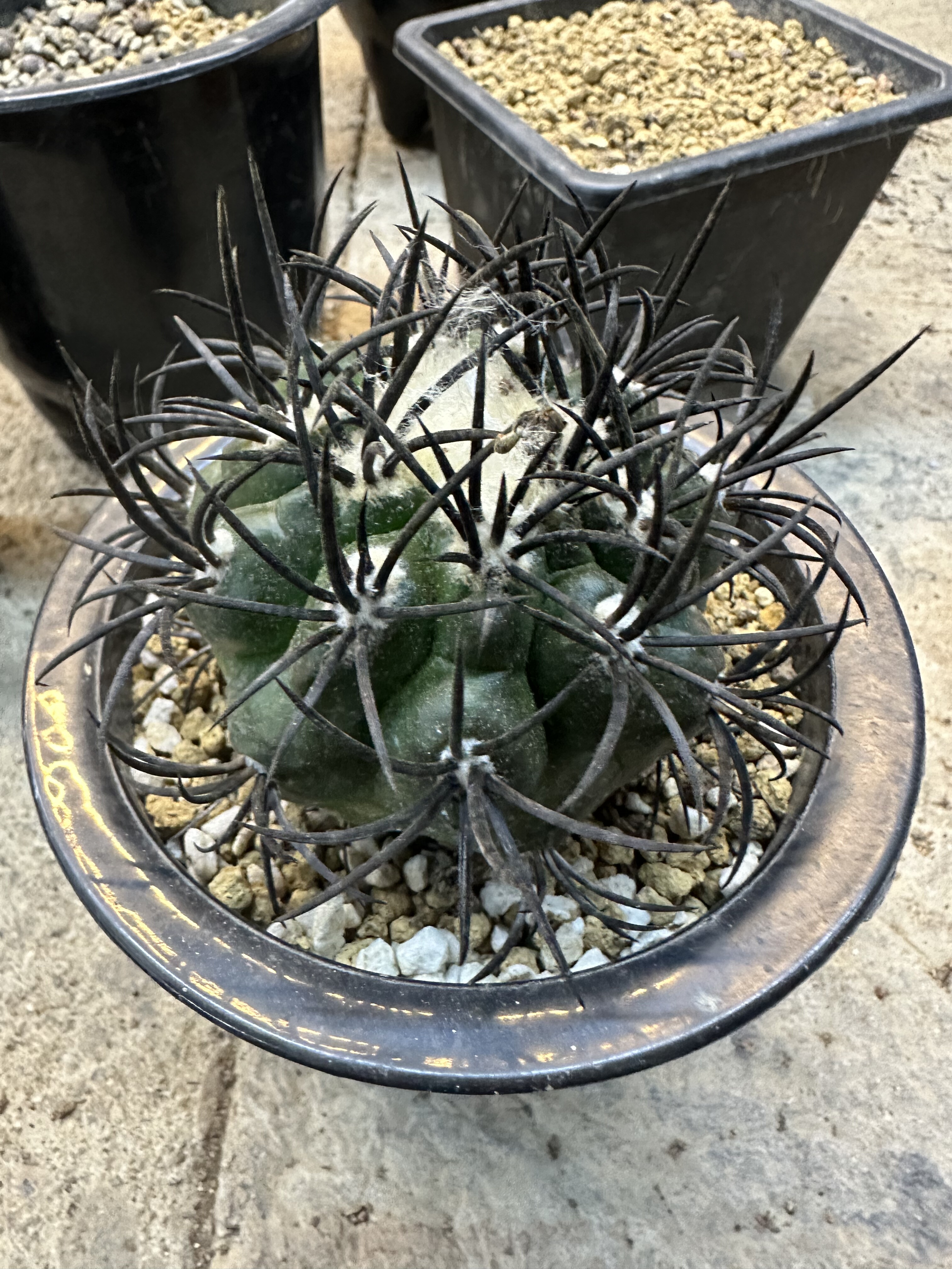 多肉植物仙人球办公室小盆栽栗星玉