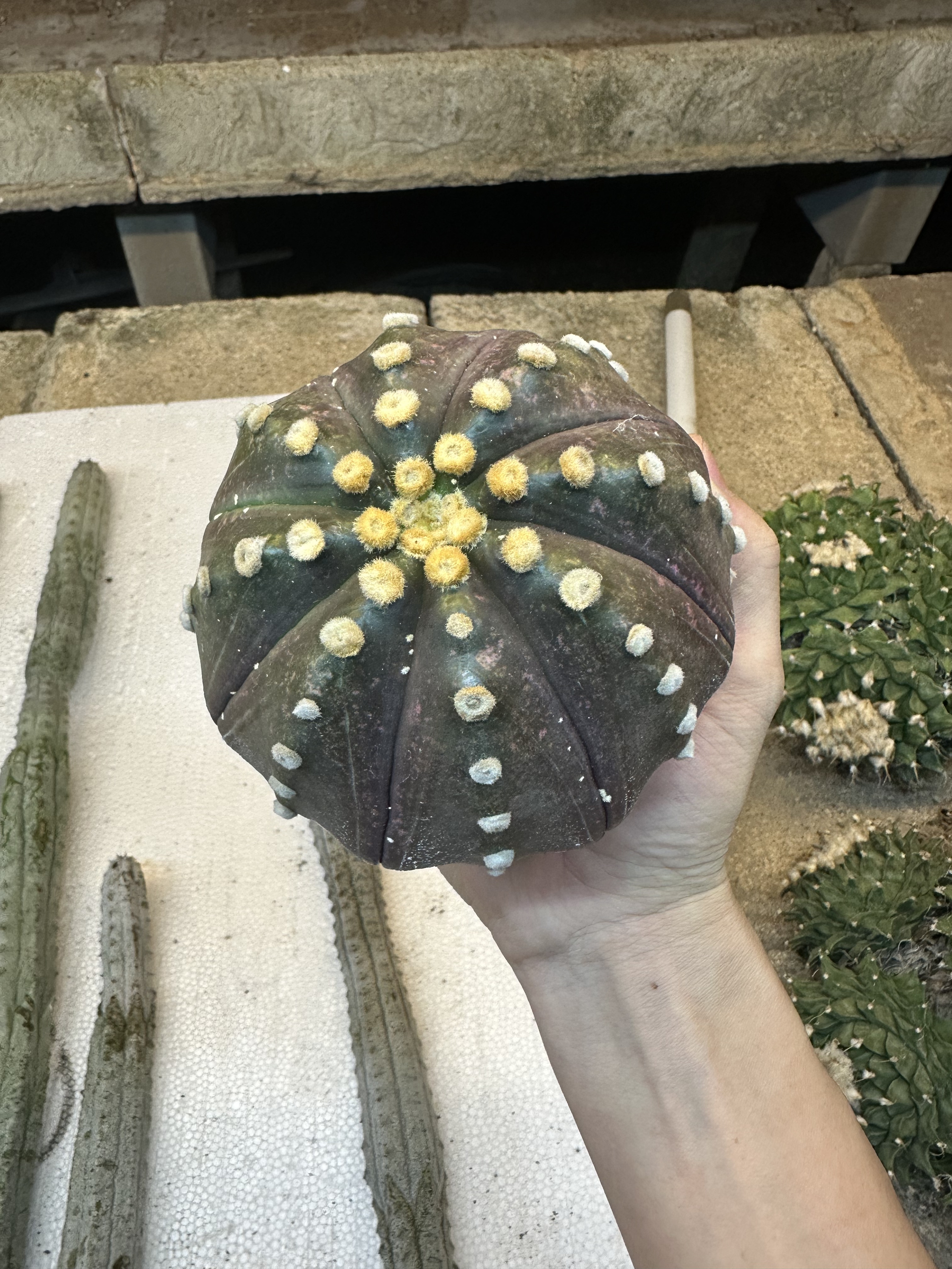 仙人球大颗紫皮星兜多肉植物