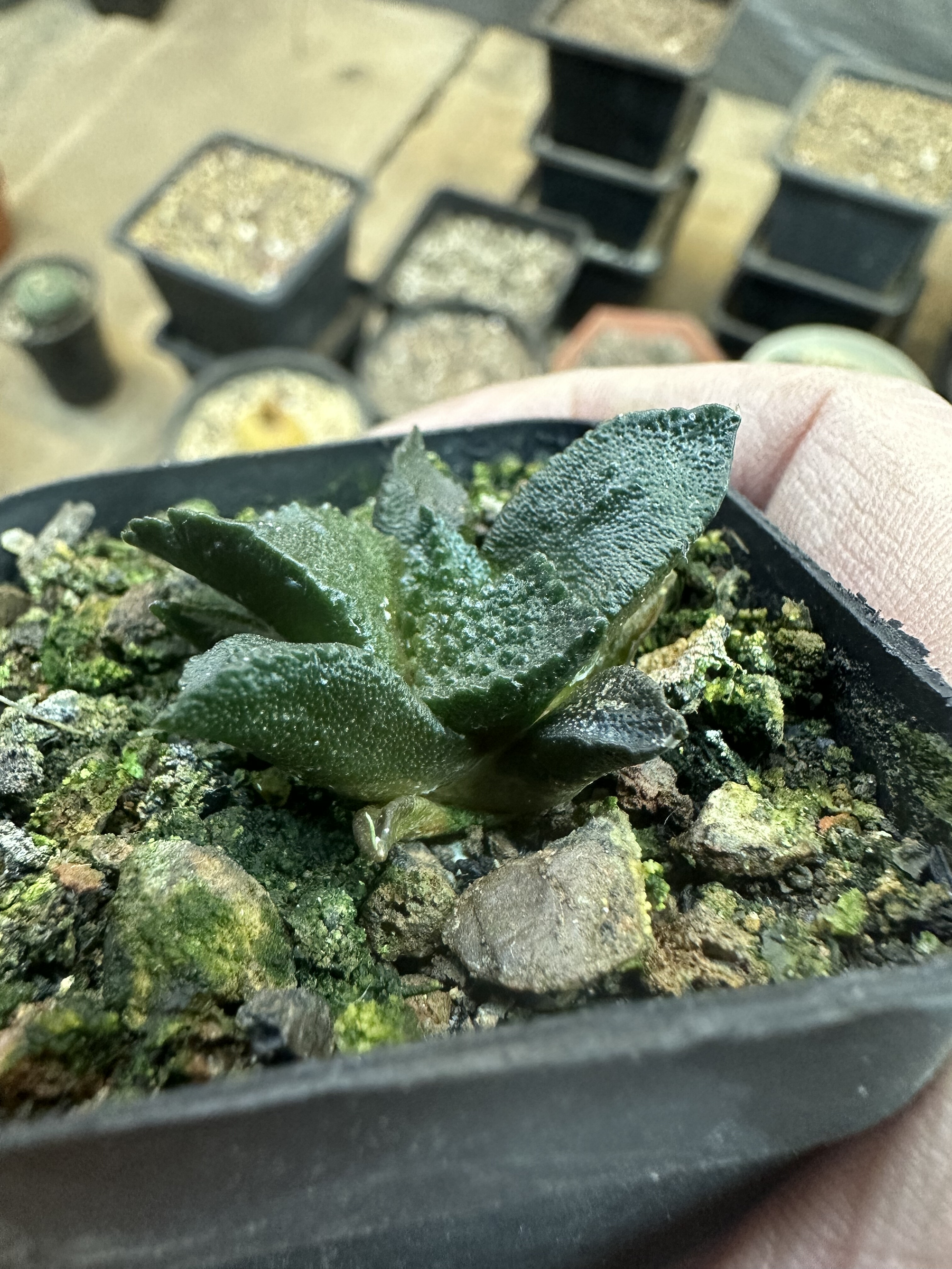 仙人球实生龟甲哥斯拉牡丹,鲜花速递/花卉仿真/绿植园艺,多肉植物,淘宝优惠券,粉丝福利购,淘宝优惠卷