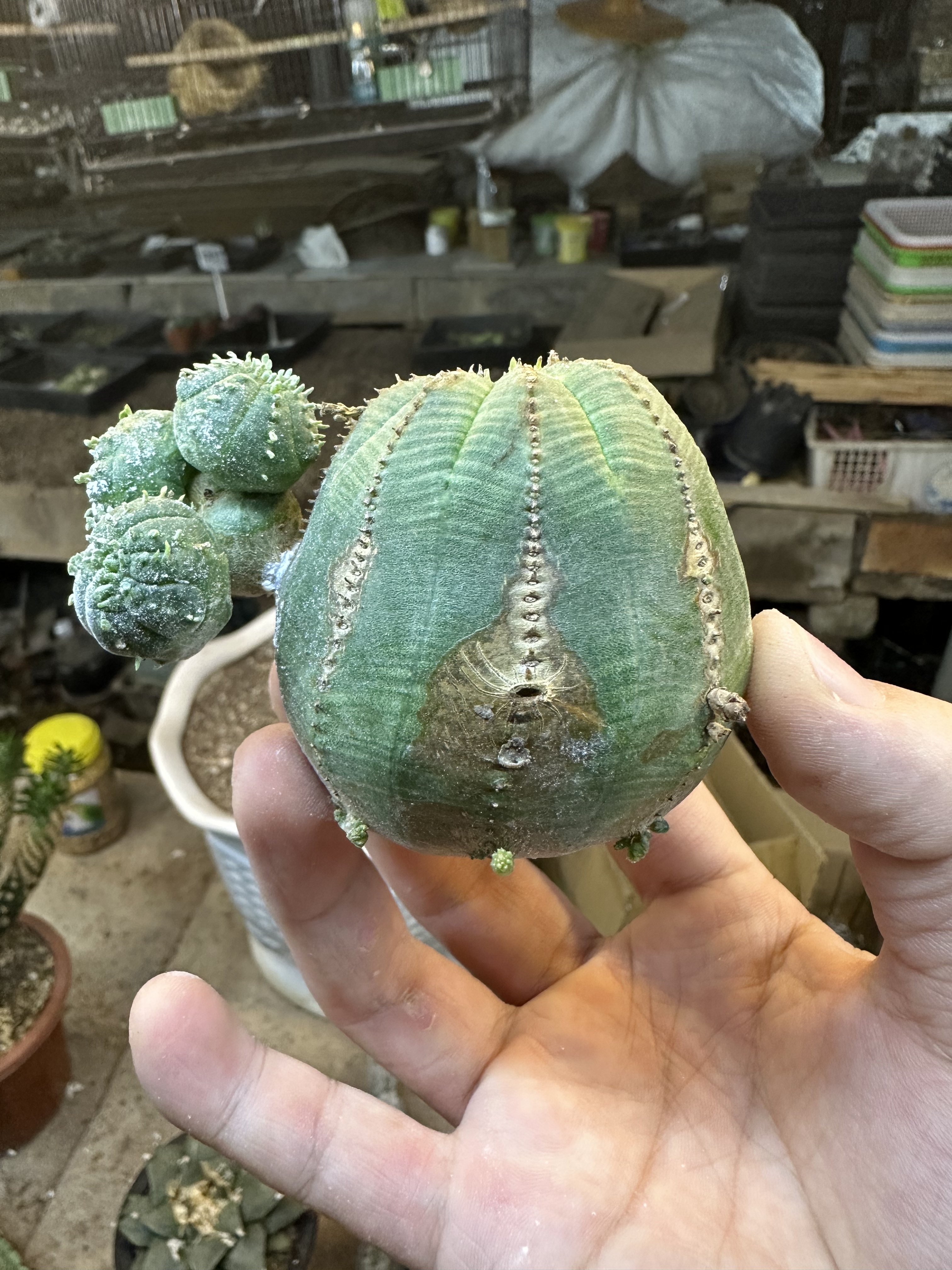 仙人球布纹球