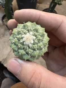 实生菊水