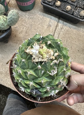 仙人球帝冠