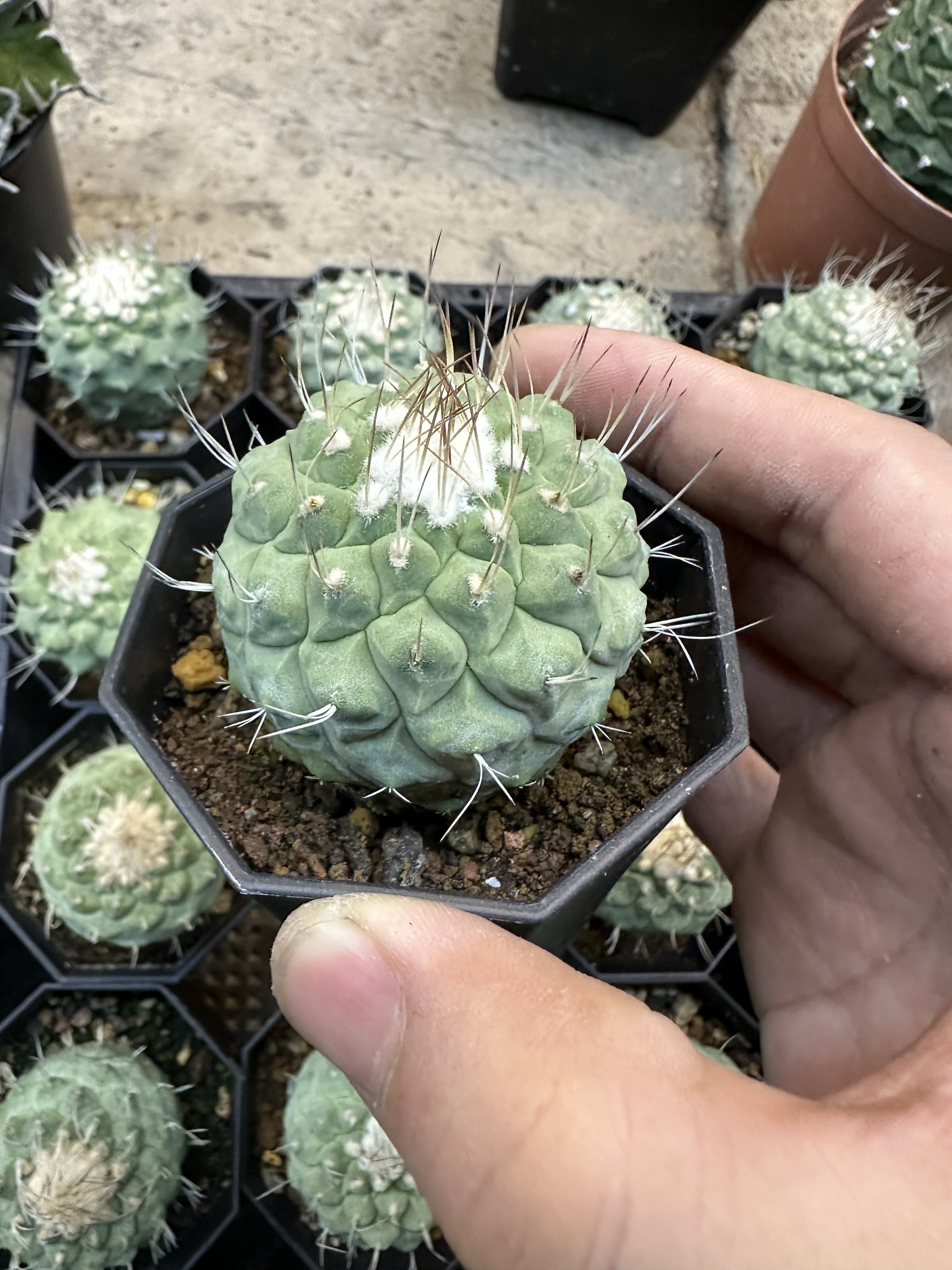 多肉植物仙人球办公室小盆栽实生菊水