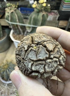 仙人球南非龟甲龙