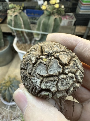 仙人球南非龟甲龙