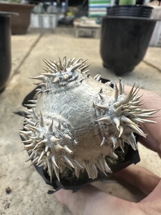 仙人球块根惠比大黑