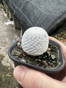 仙人球单头白鸟