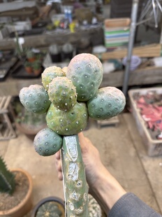 仙人球大型习自野带仙人掌