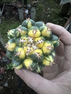 仙人球短豪刺象牙锦