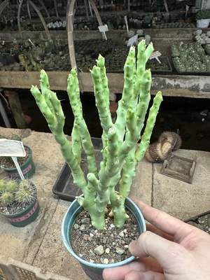 仙人球罗摩白珊瑚