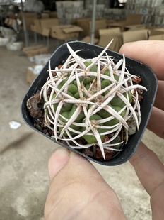 仙人球碧岩玉