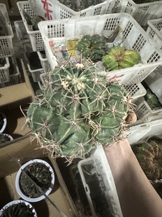 仙人球超大多头凌波