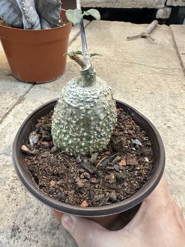 仙人球火星人