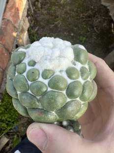仙人球蜘蛛眼无刺象牙