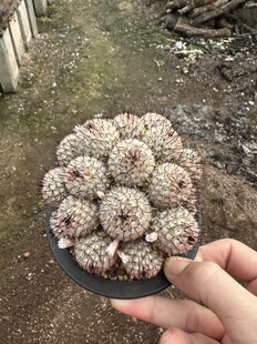 仙人球直刺佩雷群生