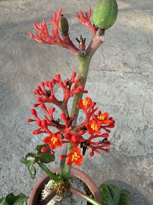 仙人球佛肚海棠