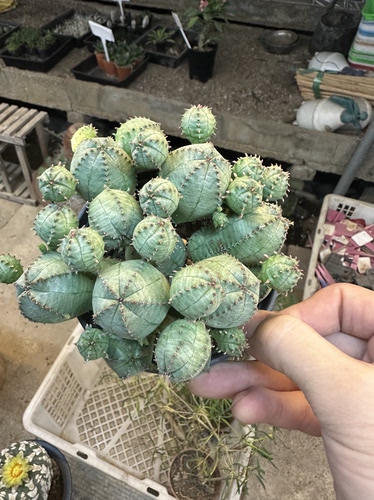 仙人球子吹布纹球