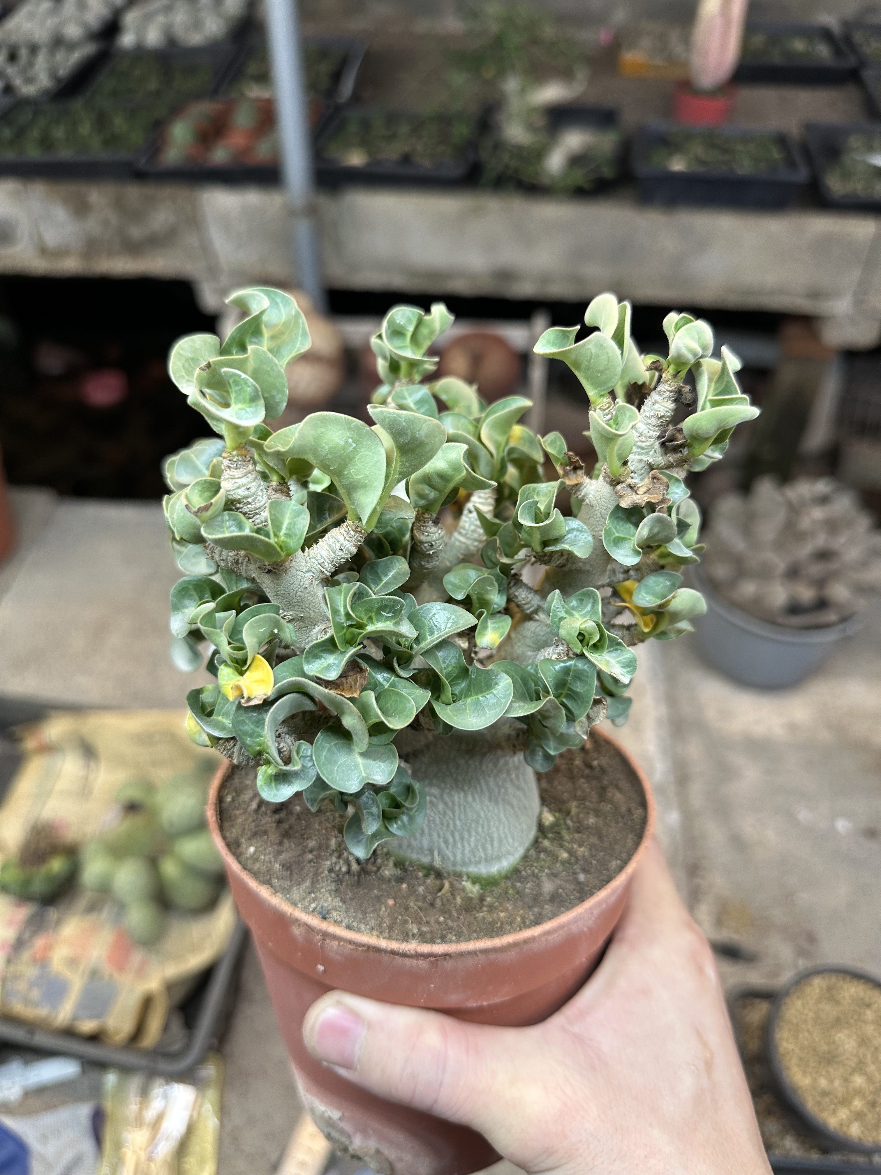 仙人球块根哥斯拉沙漠玫瑰