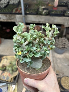 仙人球块根哥斯拉沙漠玫瑰