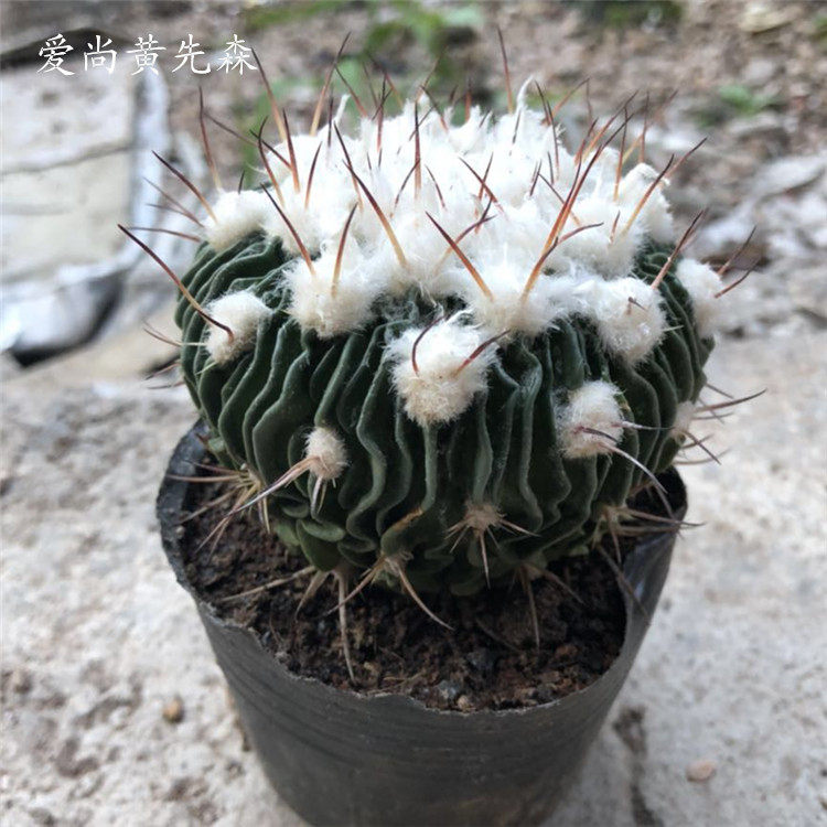 仙人球多棱玉彩虹花数量不多仙人掌多肉植物办公室防辐射小盆栽在类目 鲜花速递/花卉仿真/绿植园艺, 花卉/绿植盆栽（新）, 多肉植物中 - 来自Buy2taobao.com提供专业的淘宝代购服务