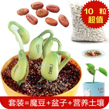 神奇刻字爱情魔豆种子蛋创意迷你植物带字有字豆长字豆可爱小盆栽