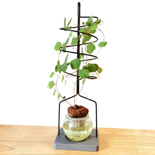 水培山乌龟螺旋式爬藤架龟甲龙桌面植物花架小花盆心形攀爬支架