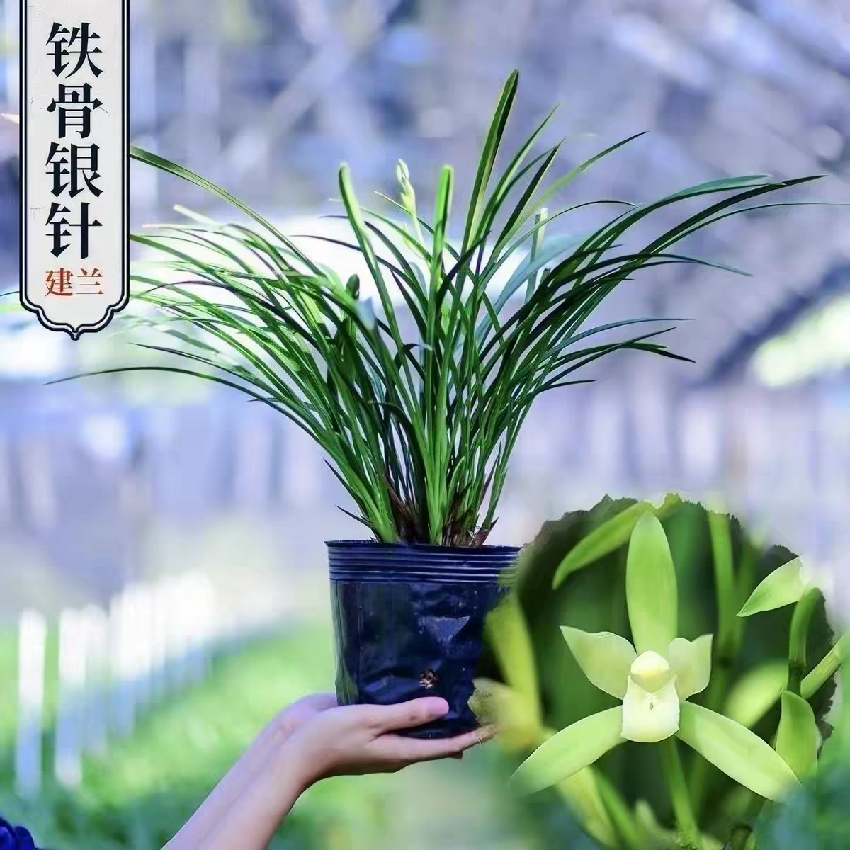 铁骨素心 兰花建兰四季兰开花香味浓郁室内阳台绿植花卉 盆栽绿植