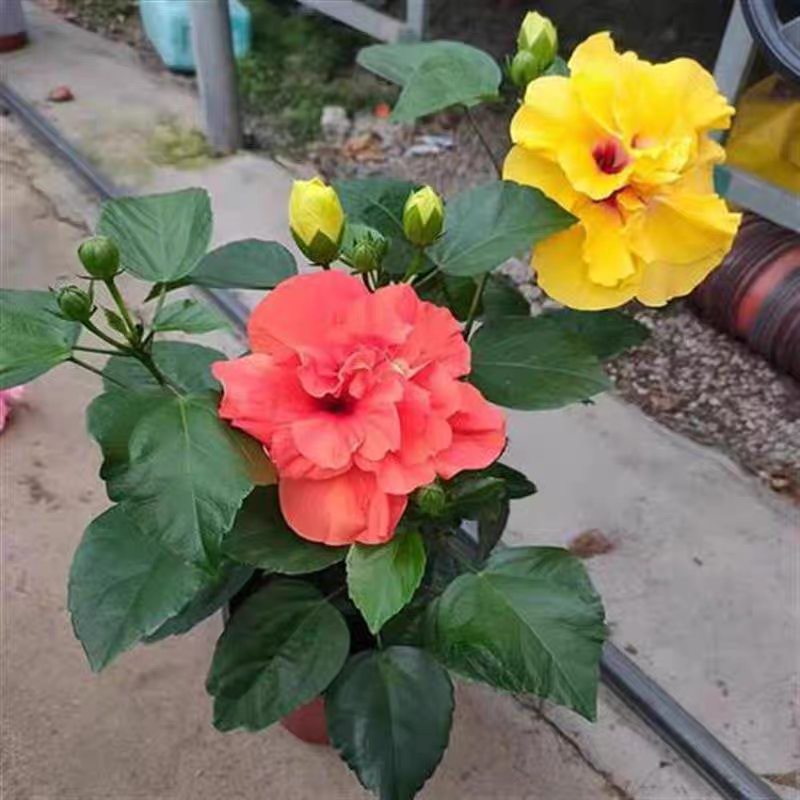 扶桑花苗重瓣大花丹麦朱槿四季好养反复开花地栽重瓣盆栽观赏植物