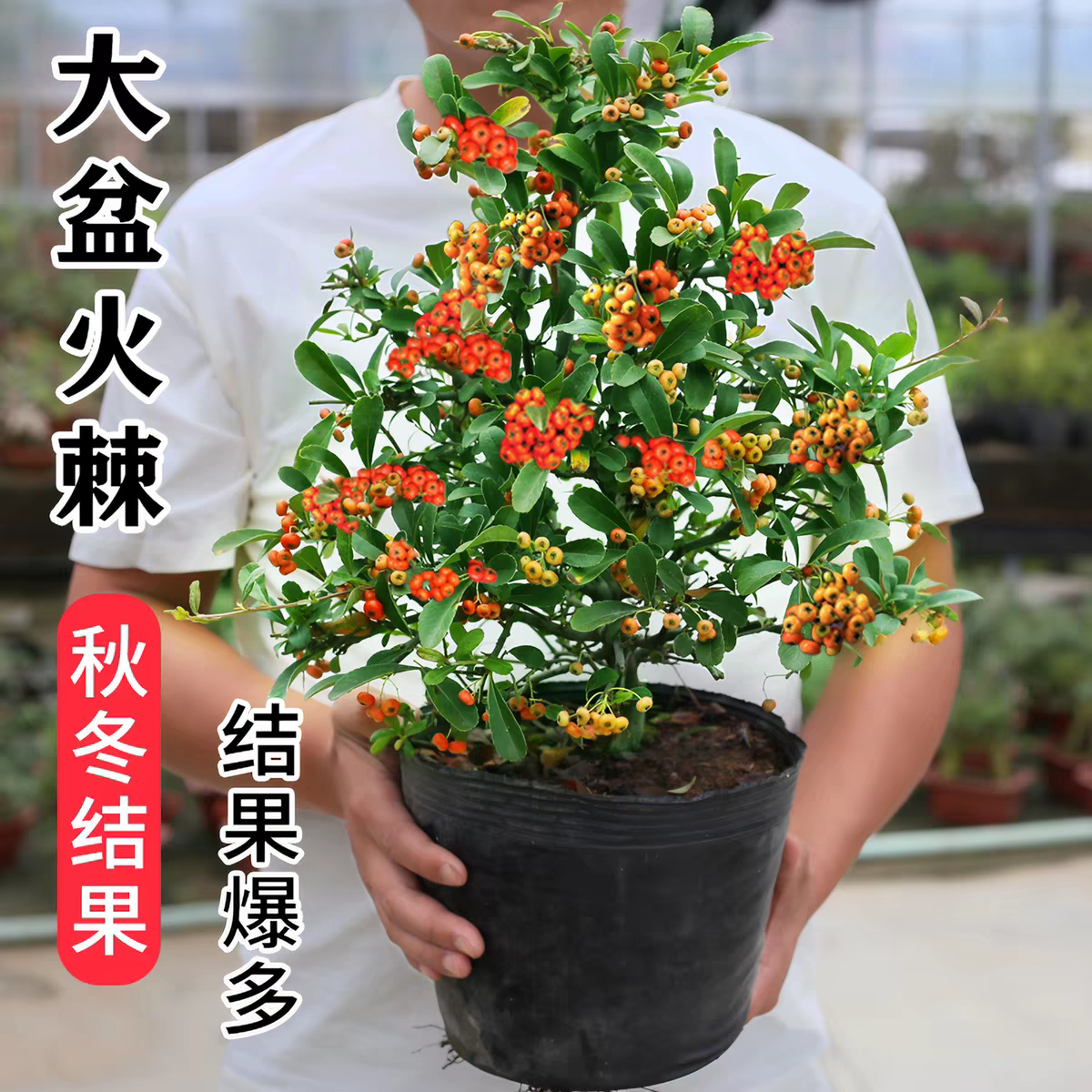 火棘盆栽吉祥果盆景满堂红植物观桌面绿植