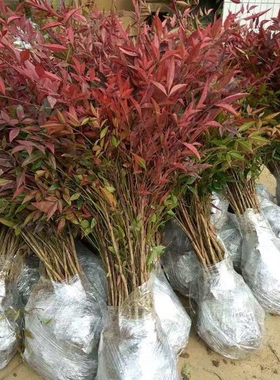 老桩南天竹盆景树苗四季青火焰红天竺盆栽竹子好养活室外耐寒树木