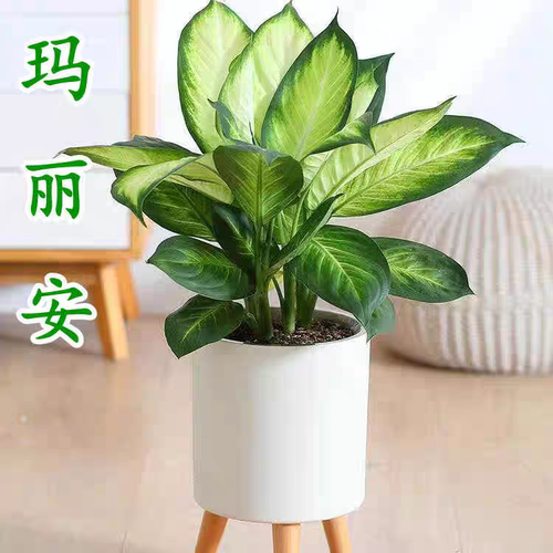 玛丽安盆栽办公室内客厅万年青植物好养活常青不落叶绿植花卉