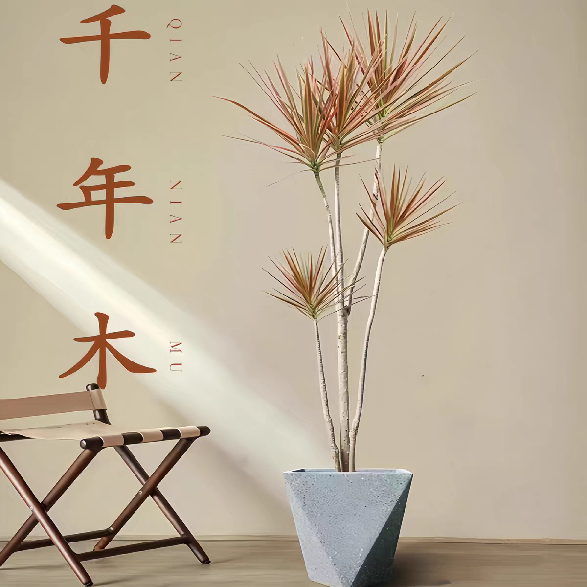 七彩铁千年木盆栽室内大型网红绿桌面绿植