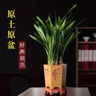 兰花盆栽墨兰企黑带花苞香型建兰室内四季好养植物办公室名贵盆景