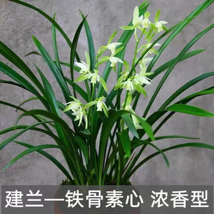 兰花盆栽建兰铁骨素心兰室内精品开花植物四季常绿名贵国兰盆景