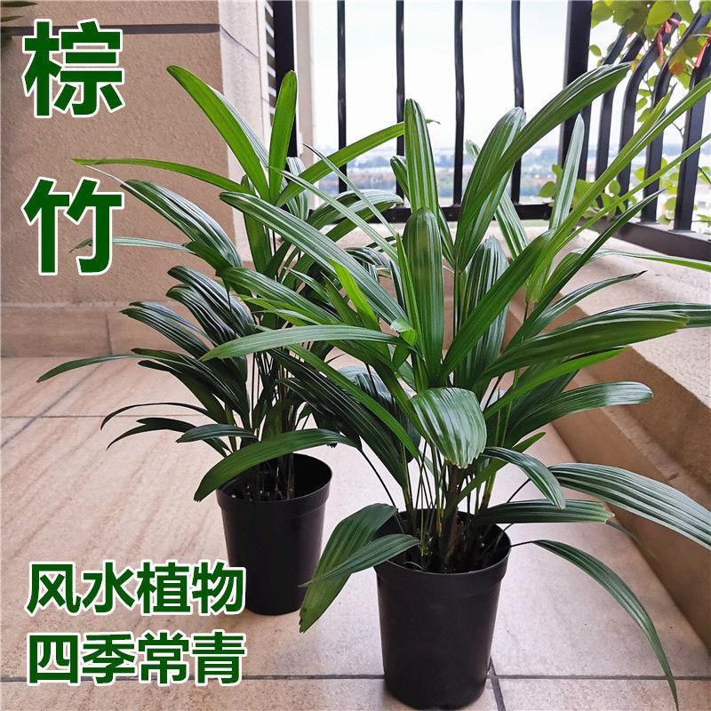 棕竹室内金山棕竹真绿植物盆栽细叶竹子落地式除甲醛四季常青好养