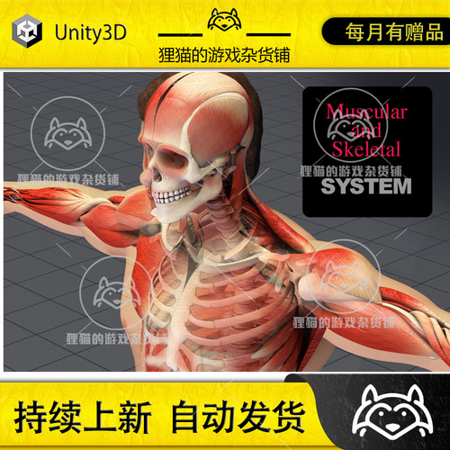 Unity Human Body Anatomy Skeleton Muscle Skin 人物骨骼 1.0