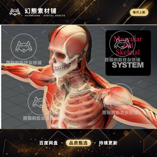 Unity Human Body Anatomy Skeleton Muscle Skin 人物骨骼 1.0