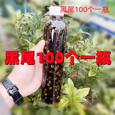 野生虎头蜂酒金环黑尾活泡酒蜂王虎头蜂活马蜂酒胡峰泡酒专用药材