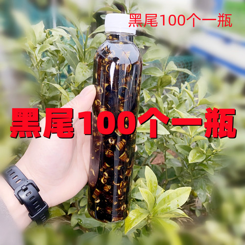 野生虎头蜂酒金环黑尾活泡酒蜂王虎头蜂活马蜂酒胡峰泡酒专用药材-封面