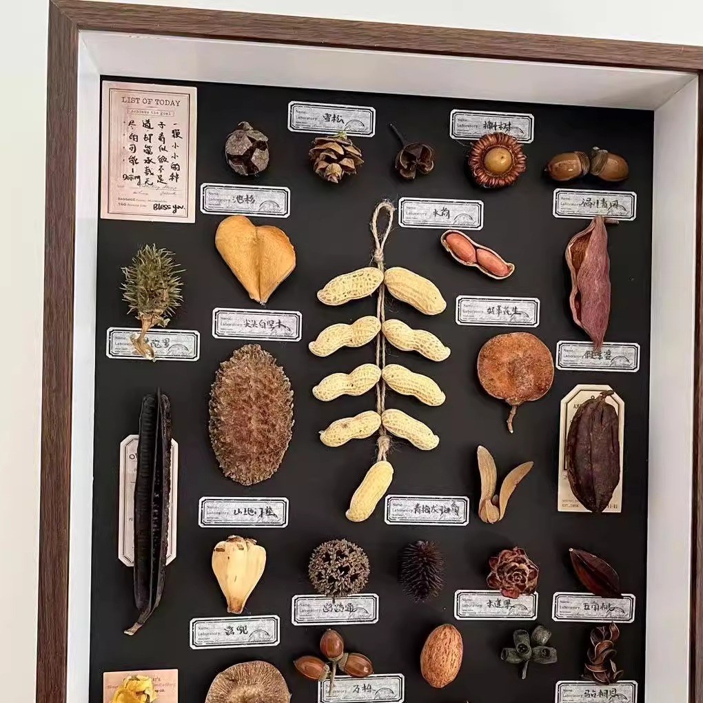 植物果实种子标本装饰画好事花生