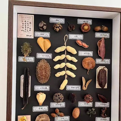 植物果实种子标本装饰画好事花生