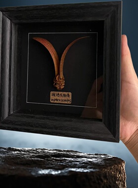 原创设计植物标本生日礼物稀有品种收藏版氛围感装饰稀奇桌面摆件