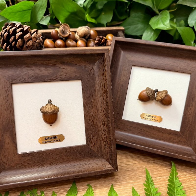 植物种子标本手作桌面摆件伴手礼