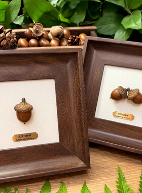 植物种子标本手作桌面百搭摆件办公室生日圣诞节礼物冰河世纪橡子