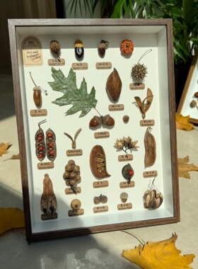 天然植物种子果实标本装饰画框新年学生手工制作科学教育百搭挂画