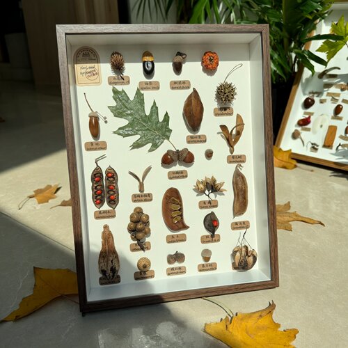 植物种子果实标本装饰生日礼物
